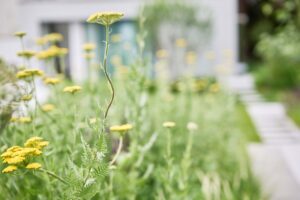 Gartenreferenz in Adliswil von Buchter Gärten