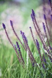 Gartenreferenz in Adliswil von Buchter Gärten